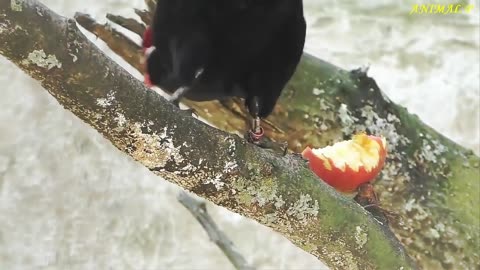 Beautiful Wildlife Video - Bird of paradise and Animals