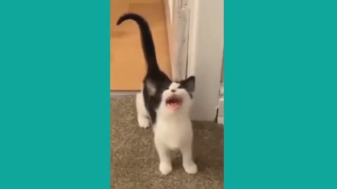 cute cat video