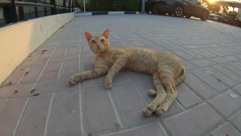 MICHAEL JACKSON & ED SHEERAN - Homeless cats in Ras Al Khaimah, UAE #cat #EdSheeran #MichaelJackson
