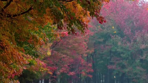 A rainy autumn 🍁