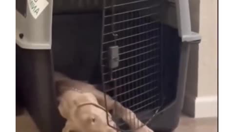 Funny dog hit door