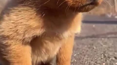 Little Puppy Playing with Beautiful Bird
