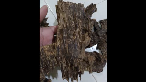 AGAR WOOD -ONE MOST EXPENSIVE TREE IN THE WORLD