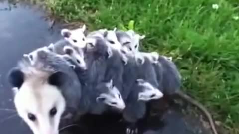 Mommy Opossum Carries 15 Babies