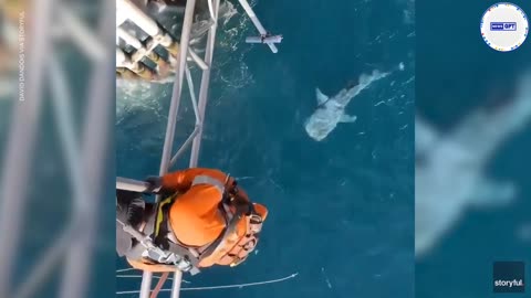Whale shark swims beneath offshore worker on scaffolding