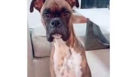 Funny Dogs reaction to middle finger