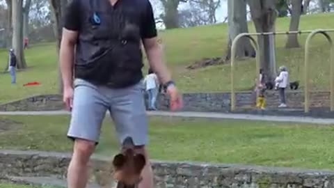 German shorthair pointer puppy training