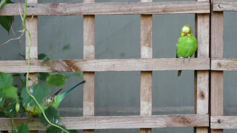 bird budgie pet parrot
