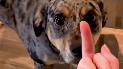 Funny dog's reaction on being flipped off