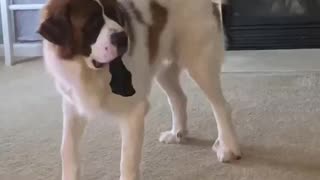 You can't touch this ! #funnydogvideos #cutedogvideos