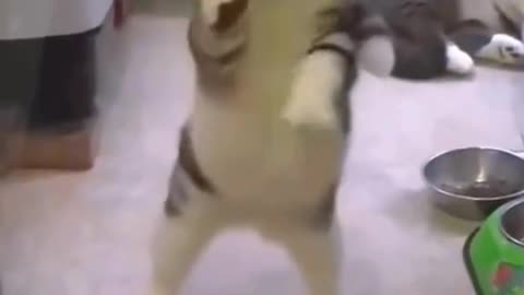 Dancing cat funny video