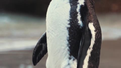 Pure Penguin Bliss: A Moment of Joy and Playfulness