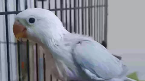 african love birds mutation Dilute opaline