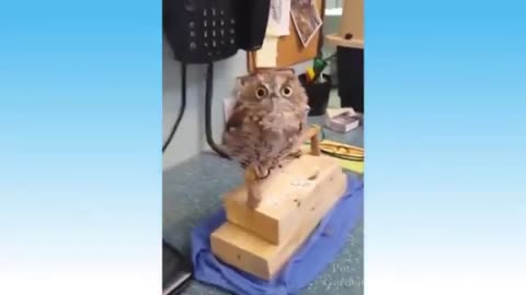 Owl funny message