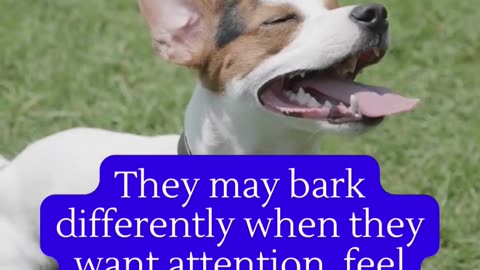 "118 Fascinating Animal Facts You Need to Know! 🐾🌟 | Fun and Viral Pet Knowledge in English"