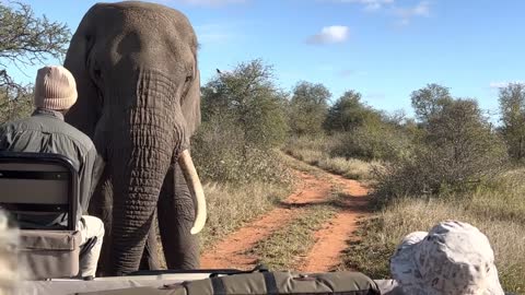 Giant African elephant challenges safari tracker