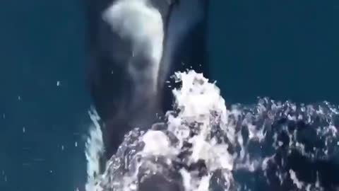 Amazing Wild Dolphins doing Spinner Jumpings - Beautiful Moment || Incredible Dolphin Moments Part 2