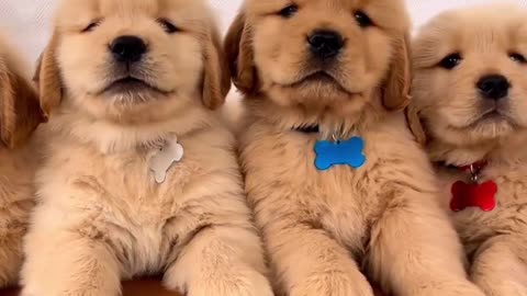 How many puppies you see 💚 cute puppy video