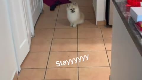 Pomeranian Puppy|Sit & Stay
