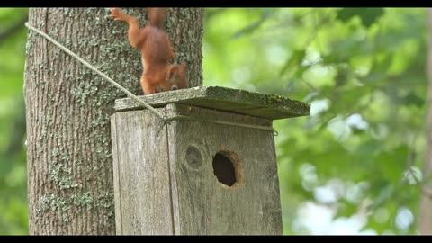 Small Young Squirrels Live In The Birdhouse And Play On The Branches Of The Big Home Tree