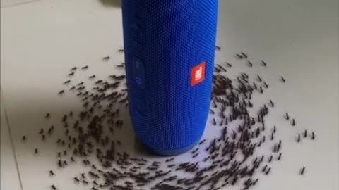 Live Leak~Ants run under AC⚡️DC