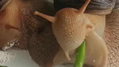 Snail eating food.looking soo cute.