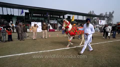 Horse dancing to the rhythm of dhol_ Only in India