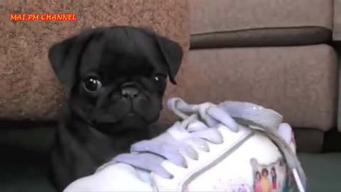 Funny And Cute Pug Videos Compilation 2023 Funny Dog Videos