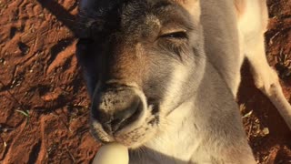 Orphan Baby Kangaroo Holds Hands While Drinking Milk