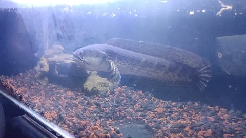 My crazy fish. The orange-spotted snakehead (Channa aurantimaculata)