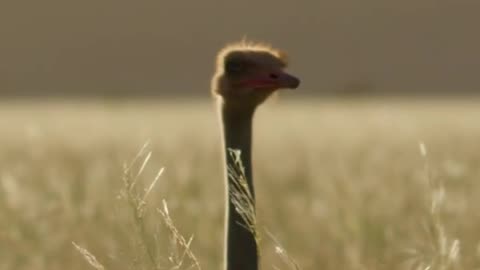 Earning the trust of an ostrich #PlanetEarth3
