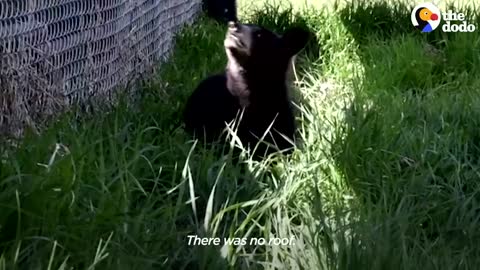 Rescued Baby Black Bear Slowly Falls In Love With His New Friend | The Dodo Little But Fierce