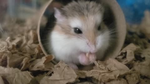 Mochi the Hamster Unpacks His Breakfast!