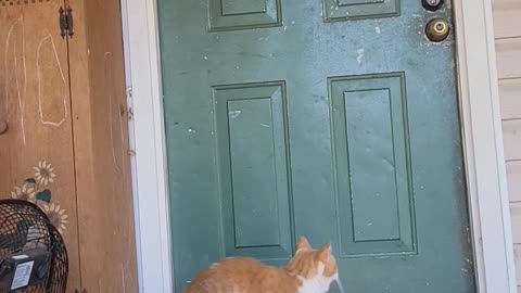 Cat Figures Out How to Knock on Door