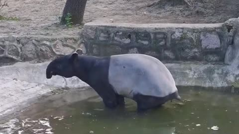 tapir