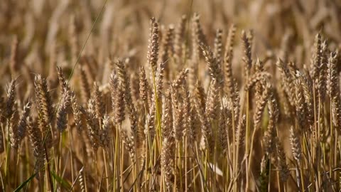 Wheat Field Nature