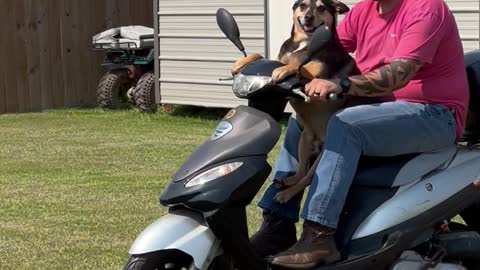 Axel the Dog Loves Riding the Scooter