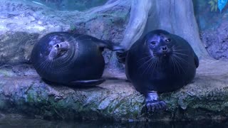Seal Pokes at Pal