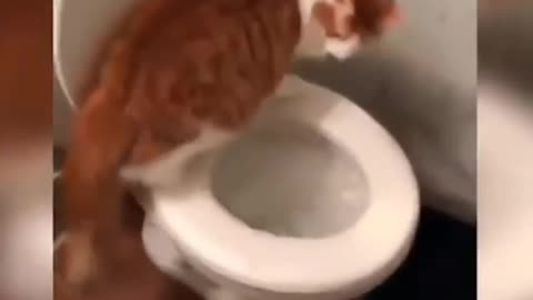 This cat was soo funny || watch the end 🤣🤣😂😅👇👌 #funny #rumble