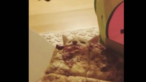 Cat eating pizza