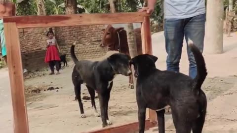 Mirror Prank with dog