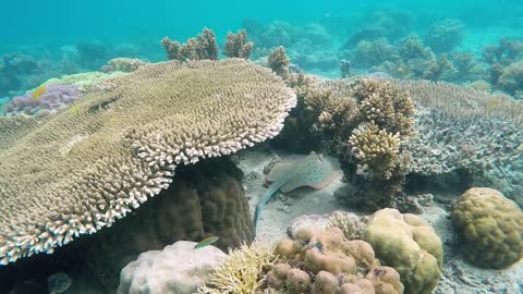 Stingrays and beaches