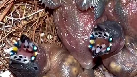 Breeding Gouldian Finches - chicks and adult birds #birds #bird #nature