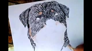 Drawing Colored Rottweiler Head