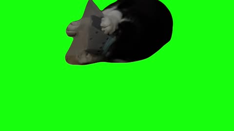 Angry Cone Cat | Green Screen