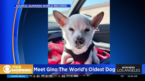 Geno, 22, is oldest dog alive