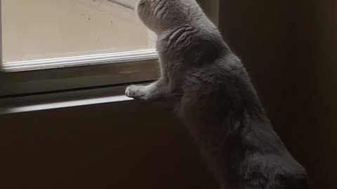 "Unlikely Friends: Cat and Pigeon's Heartwarming Bond"