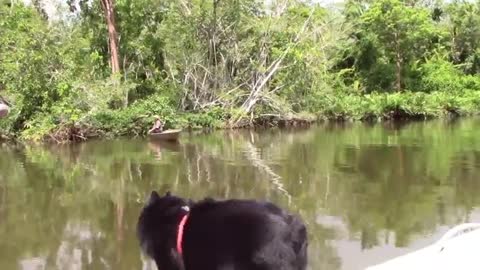 Sailing Schipperkes explore a jungle river in BORNEO