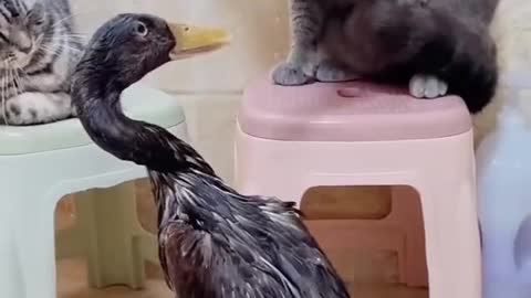 Cats and ducks defend their territory, very cute