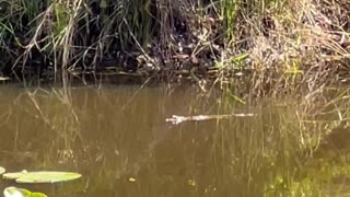 Baby Alligator Swimming